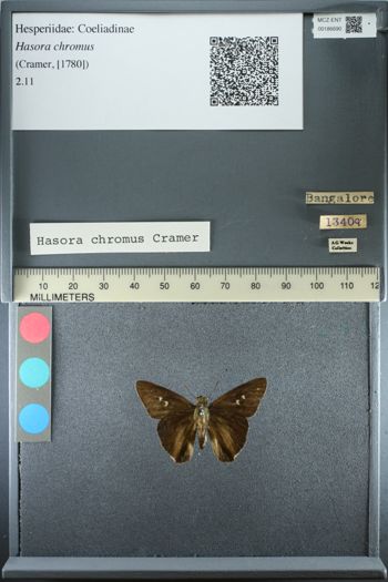 Media type: image;   Entomology 186690